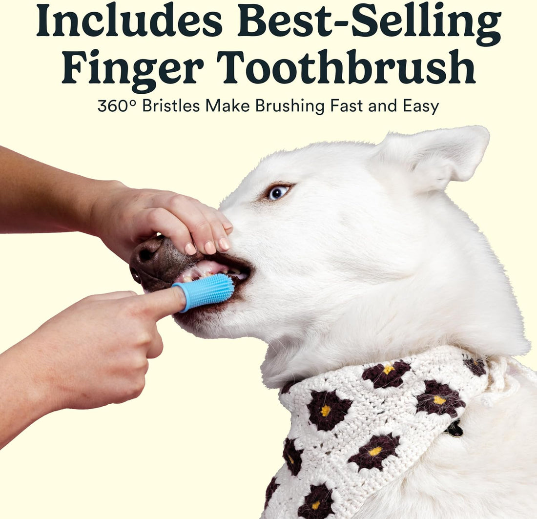 Jasper 360 Dog Tooth Brushing Kit and Dog Toothpaste (Bacon) Kit