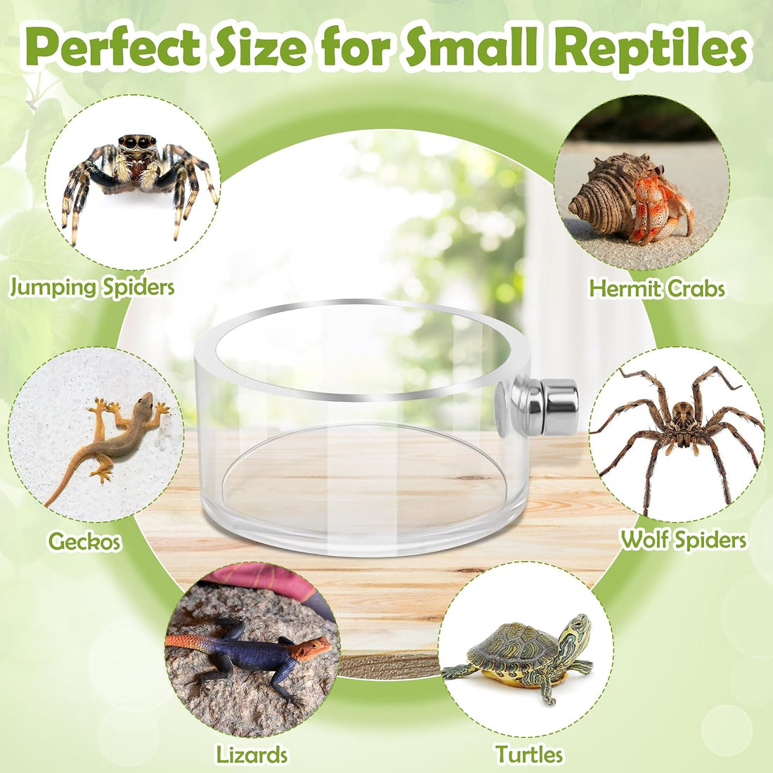 6PCS Jumping Spider Feeding Dish Set Magnetic Food Dish for Spider