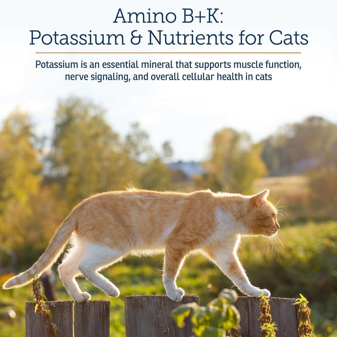 Rx Vitamins Amino B+K - Cat Vitamin B & Potassium Supplement for Cats