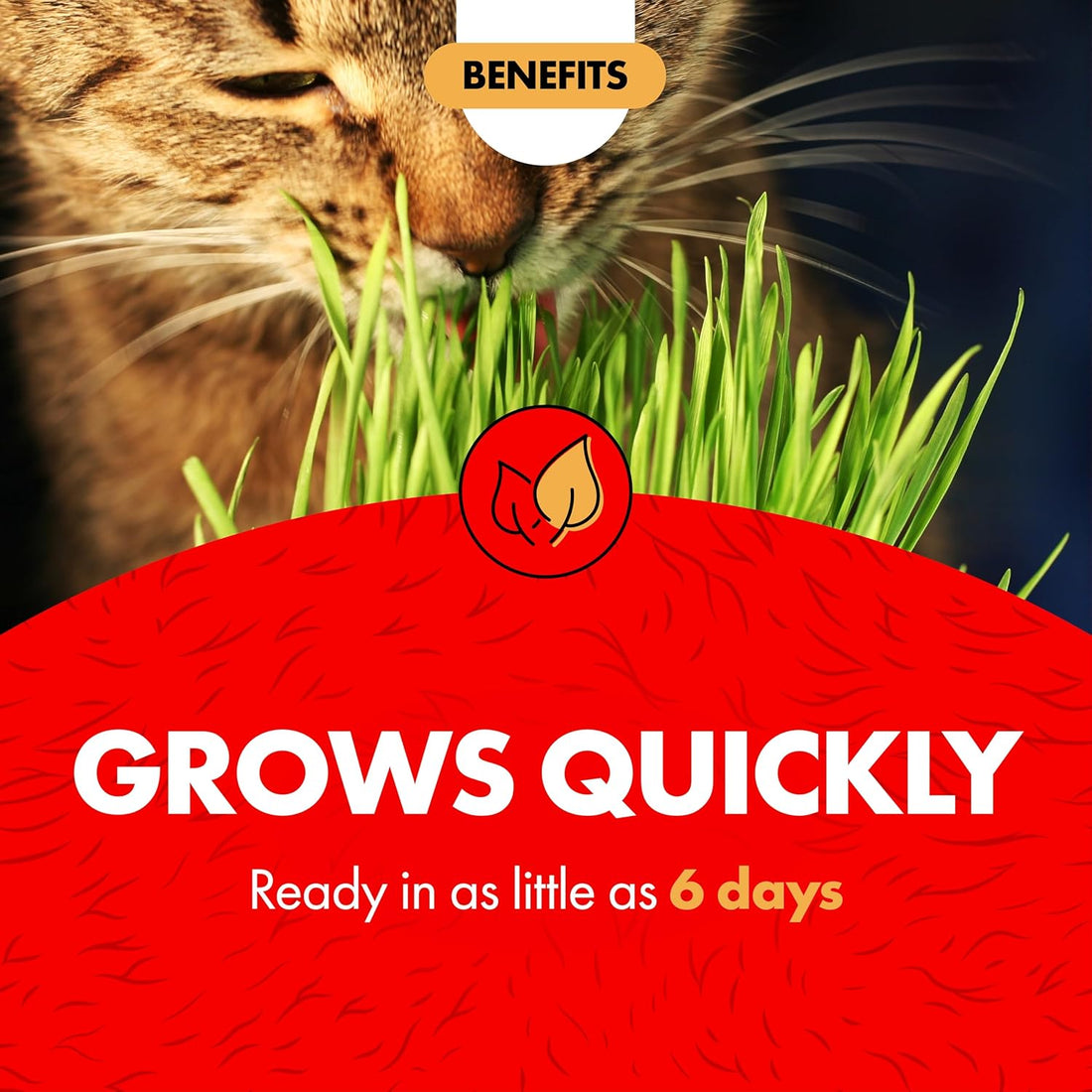 Miracle Care Cat A'bout Cat Grass Kit for Indoor Cats, 5.25 Ounce