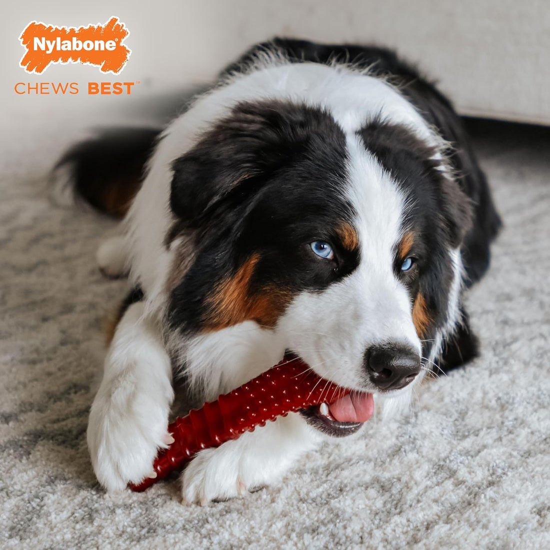 Nylabone Textured Bone Power Chew Toy for Dogs