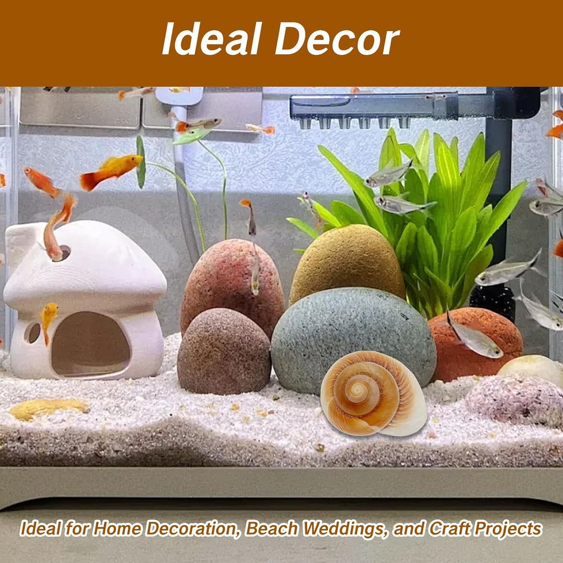 NIIIYTYB Large Hermit Crab Shells Extra Shells 2.7~3.5 Inch Big Empty