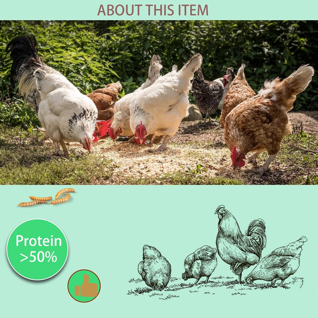 FCI GRUBS Dried Mealworms 5LB-High Protein Chicken Feed,More