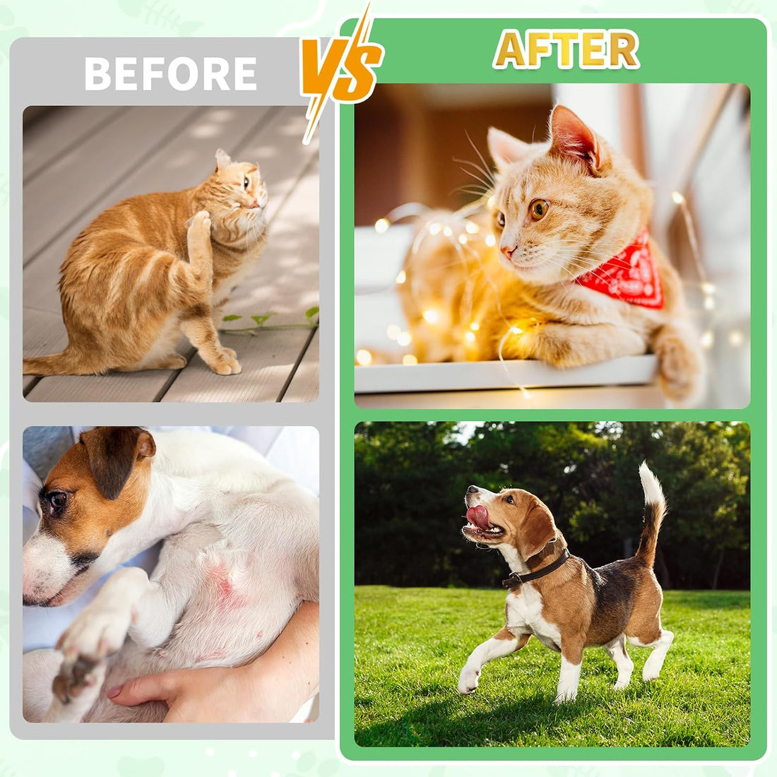 Flea & Tick Prevention for Dogs & Cats