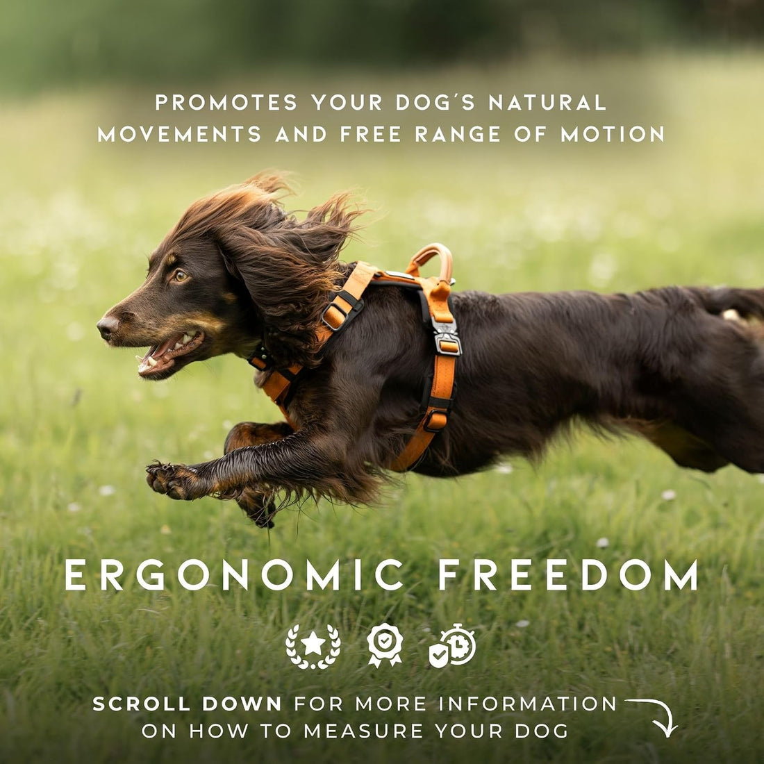 MADE TO ROAM Premium Explorer Harness
