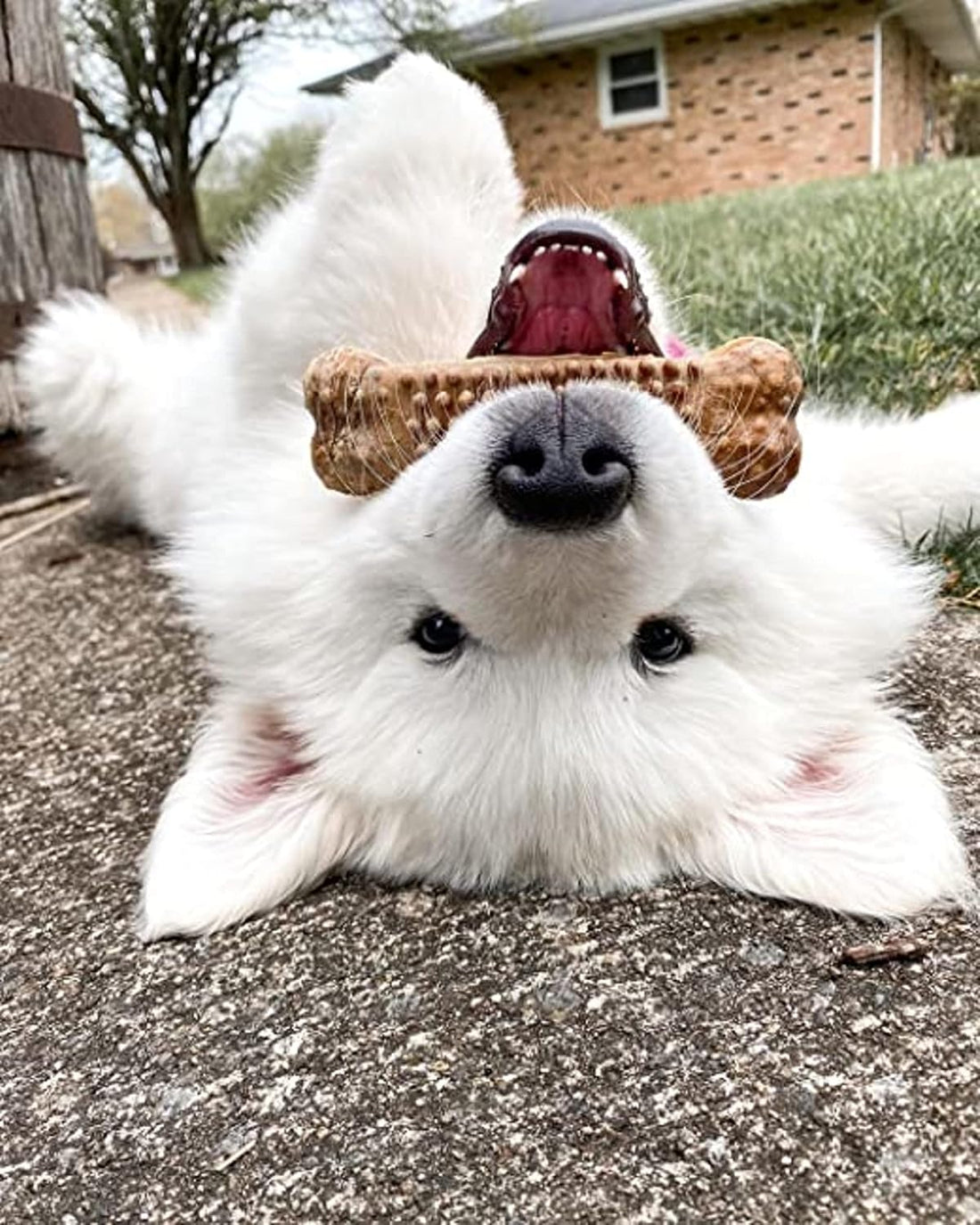 Nylabone Nubz Natural Dog Chew Treats for Large Dogs
