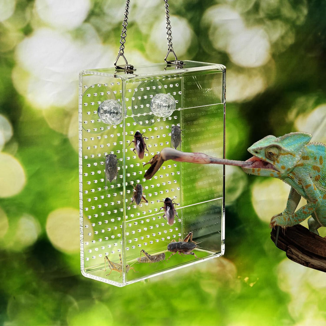 Chameleon Feeder Box with Suction Cups
