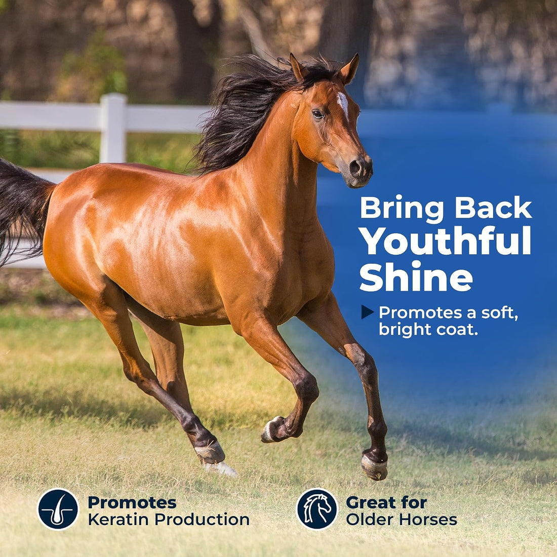 AniMed Biotin 100 Daily Horse Hoof Supplement & Equine Hair Growth
