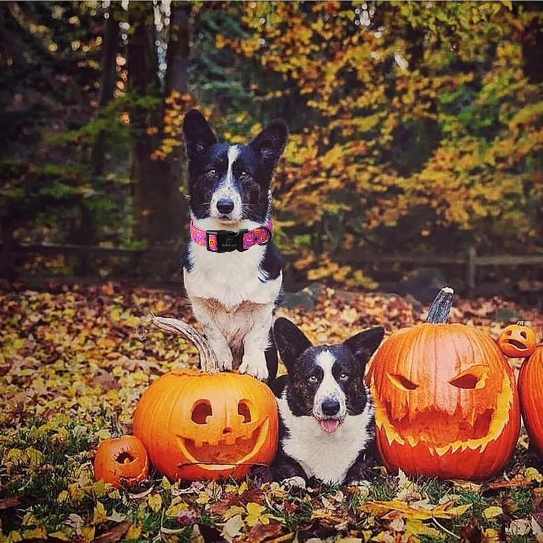 Halloween Dog Collar, Purple Pumpkin Bat Print Puppy Collar