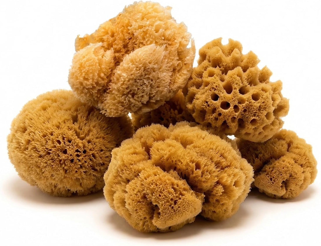 Natural Sea Sponges Hermit Crabs 5 Pack Unbleached
