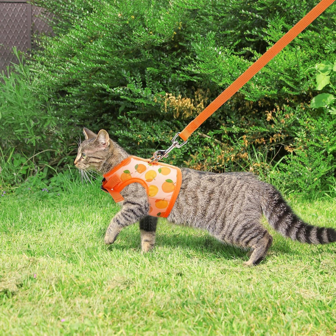 BINGPET Cat Harness and Leash Set, Escape Proof and Adjustable