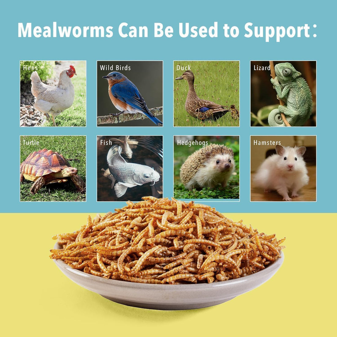 WormsFarm 5lb Dried Mealworms for Chickens Treats for Laying