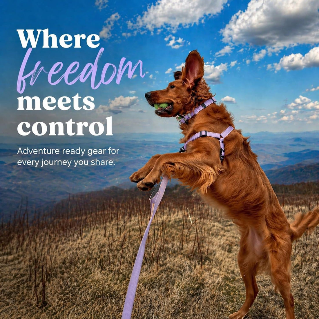 ShawnCo Dream Walk Pro No-Pull Dog Harness