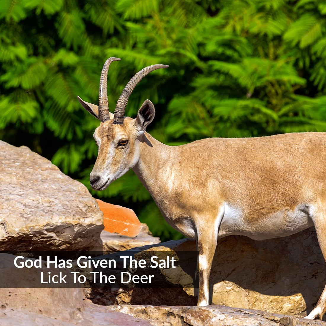 100% Natural Himalayan Rock Deer Salt Licking Block