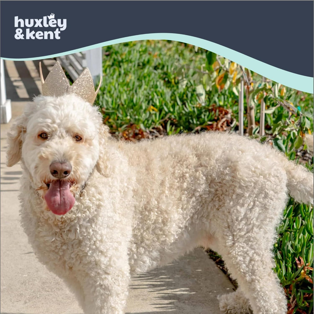 Huxley & Kent Party Crown Hat for Dogs & Cats