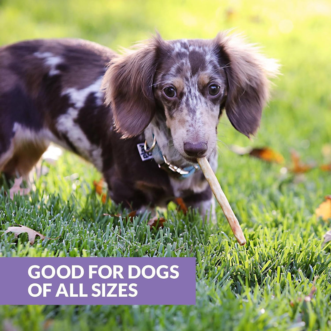 Wild Eats Real Duck Collagen Bully Sticks for Dogs Long Lasting Dog