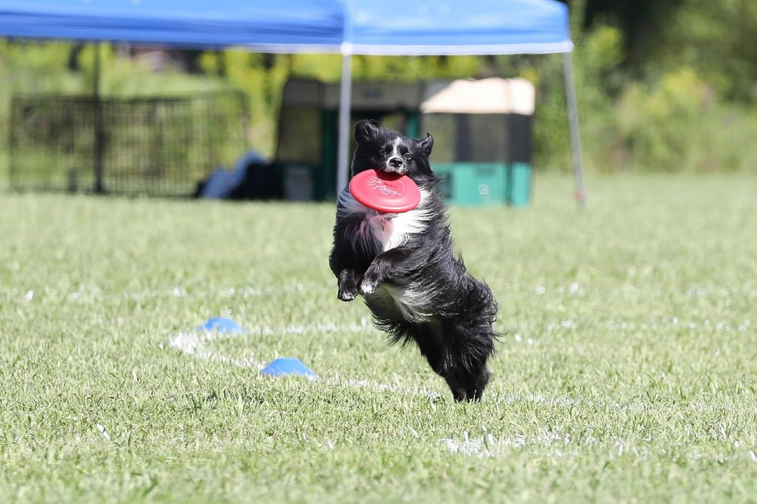 Hyperflite Pup Jawz Puncture Resistant Dog Flying Disc, Small Dogs