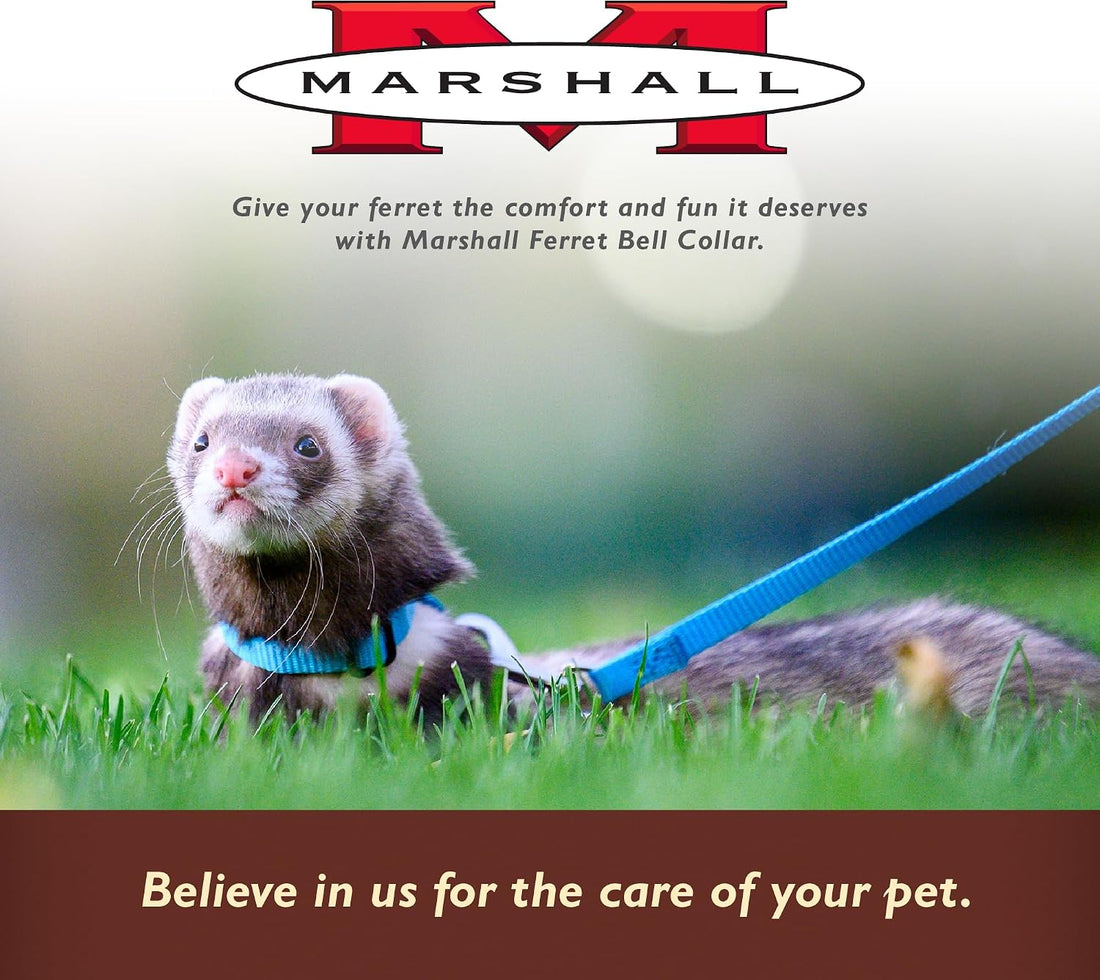 Marshall Pet Ferret Bell Collar Royal Blue