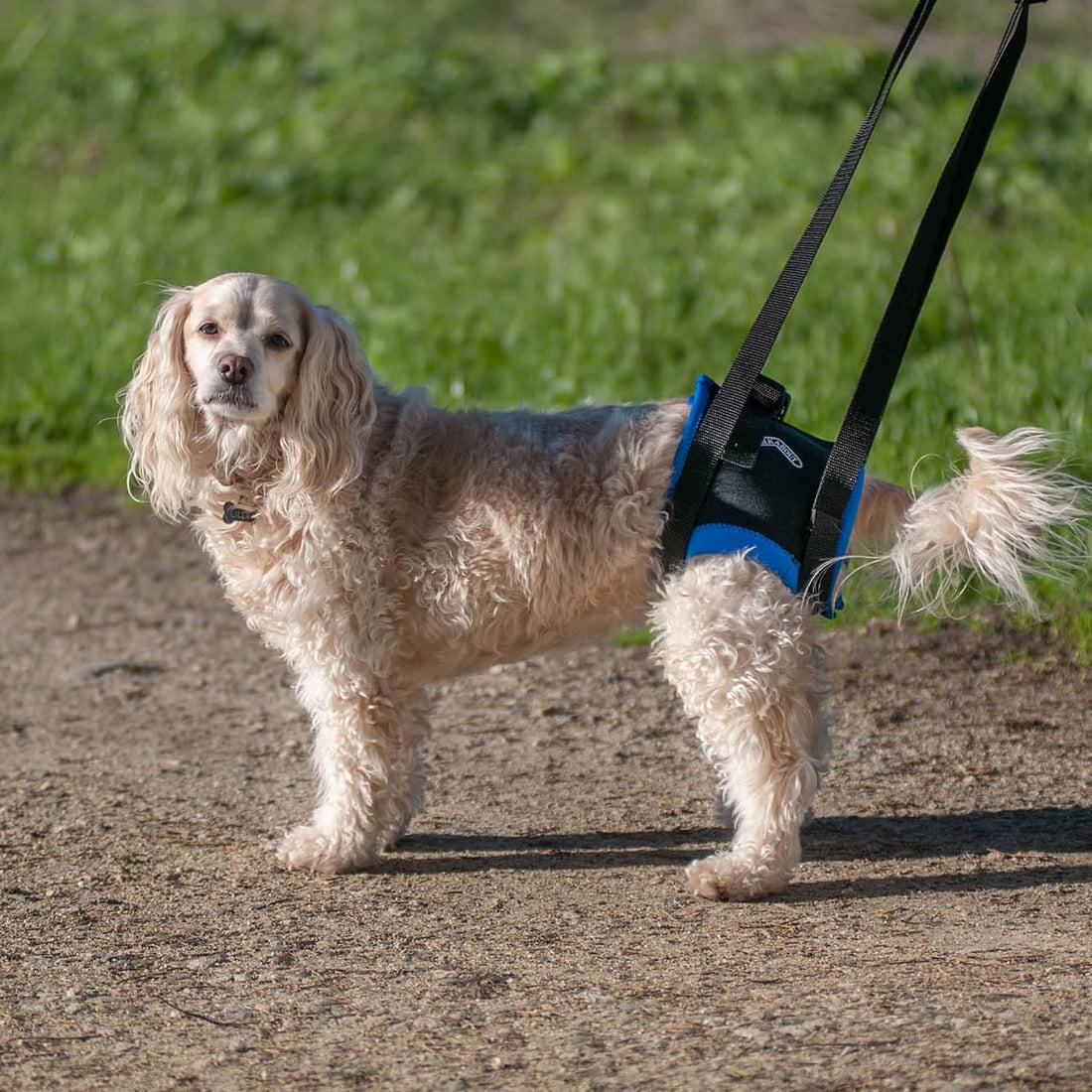Walkabout Back End Harness (med/Large