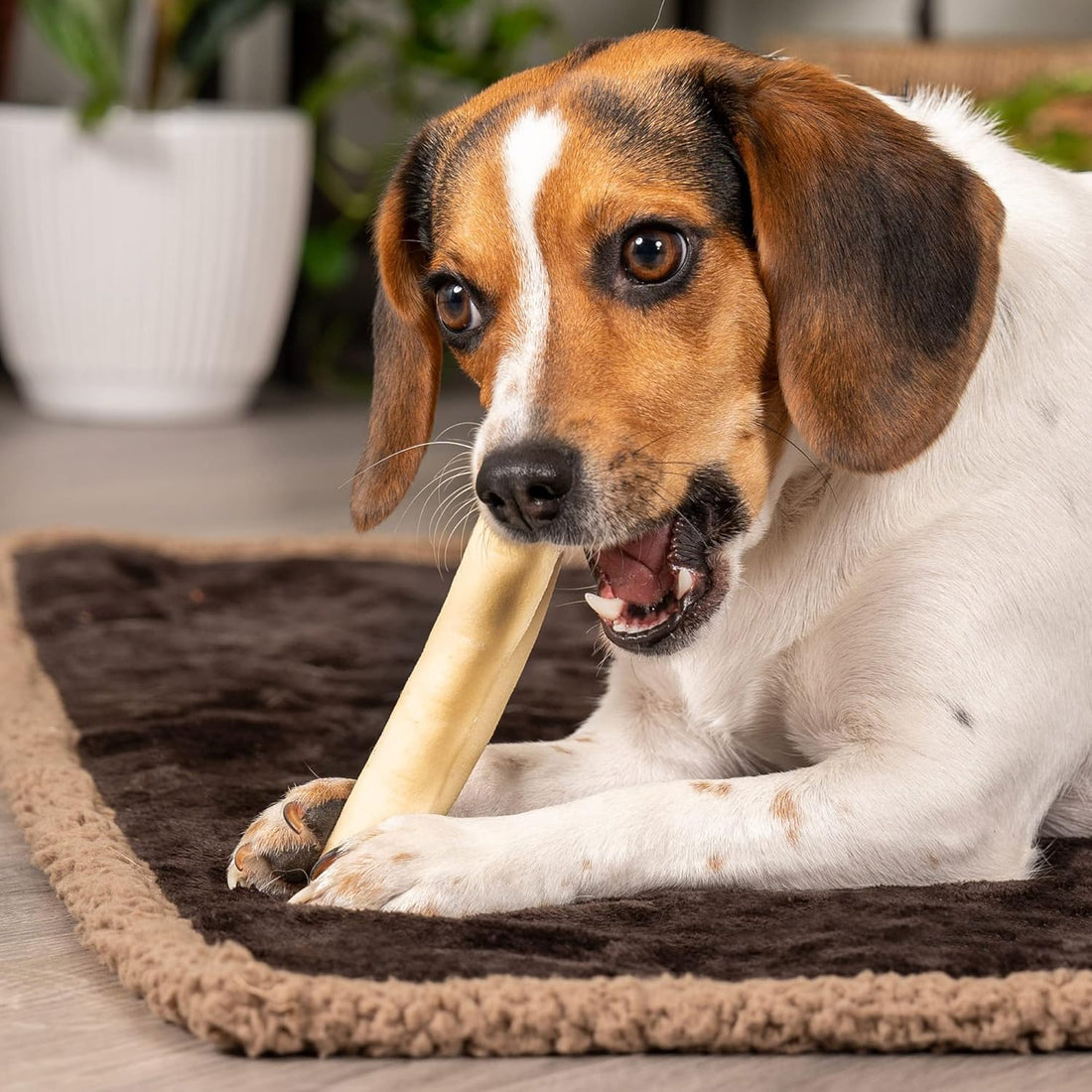 Pet Factory American Beefhide 5" Chip Rolls Dog Chew Treats