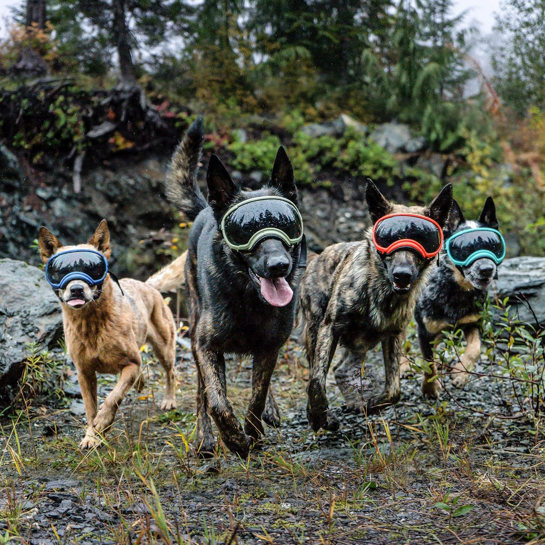 Rex Specs V2 Dog Goggles (Small, Black)
