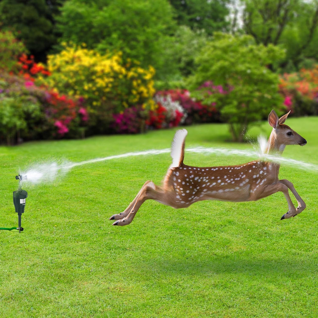 Hoont Cat Repellent- Squirrel Deterrent- Motion Activated Sprinkler