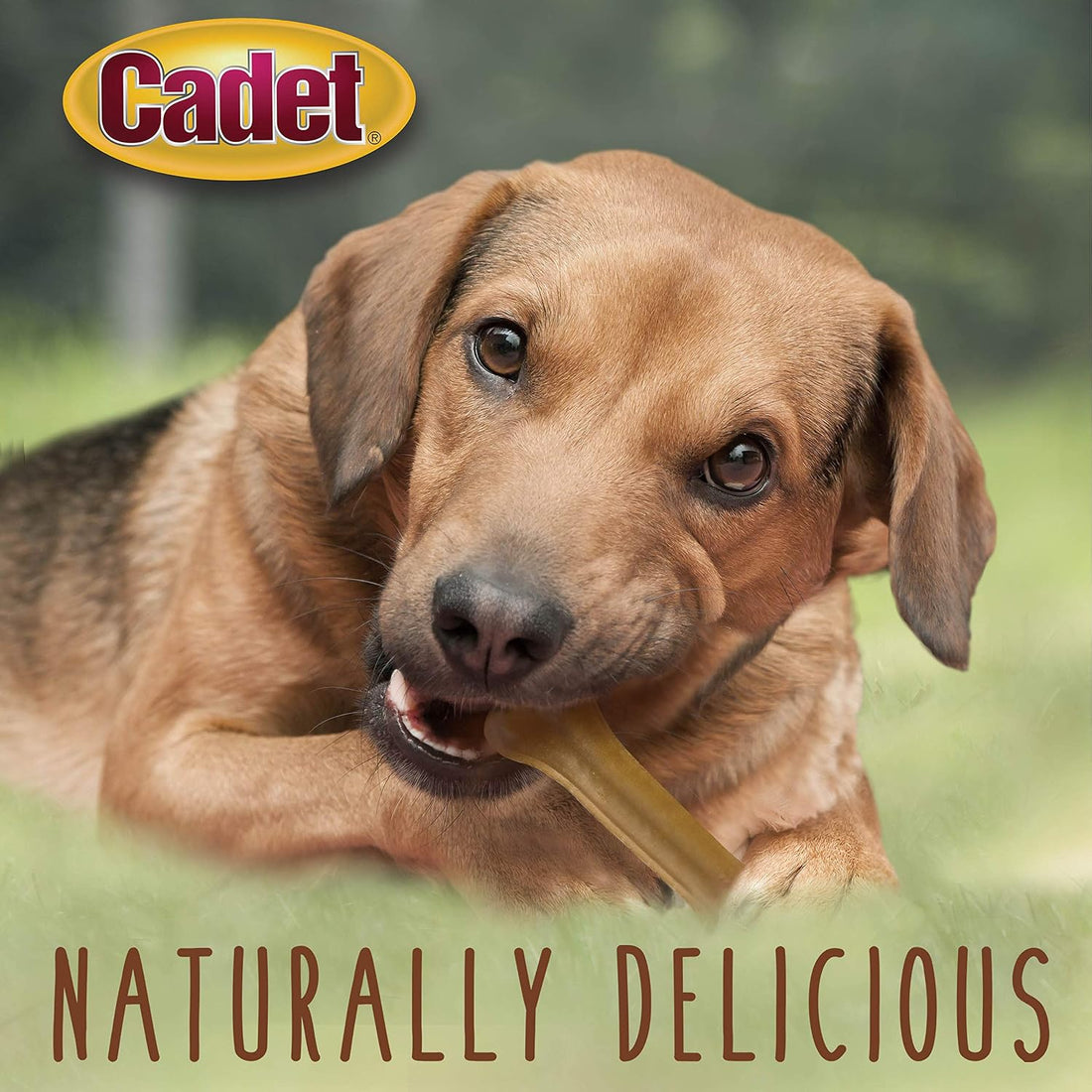 Cadet Premium Grade Pressed Beef Hide Bones