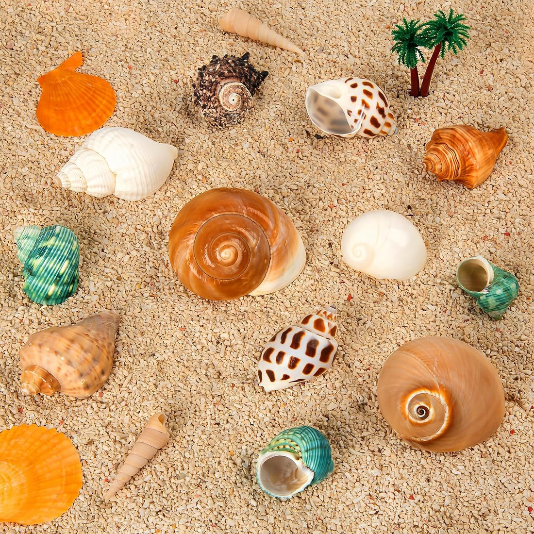 12PCS Hermit Crab Shells 1.6"-3.2", Growth Turbo Seashells