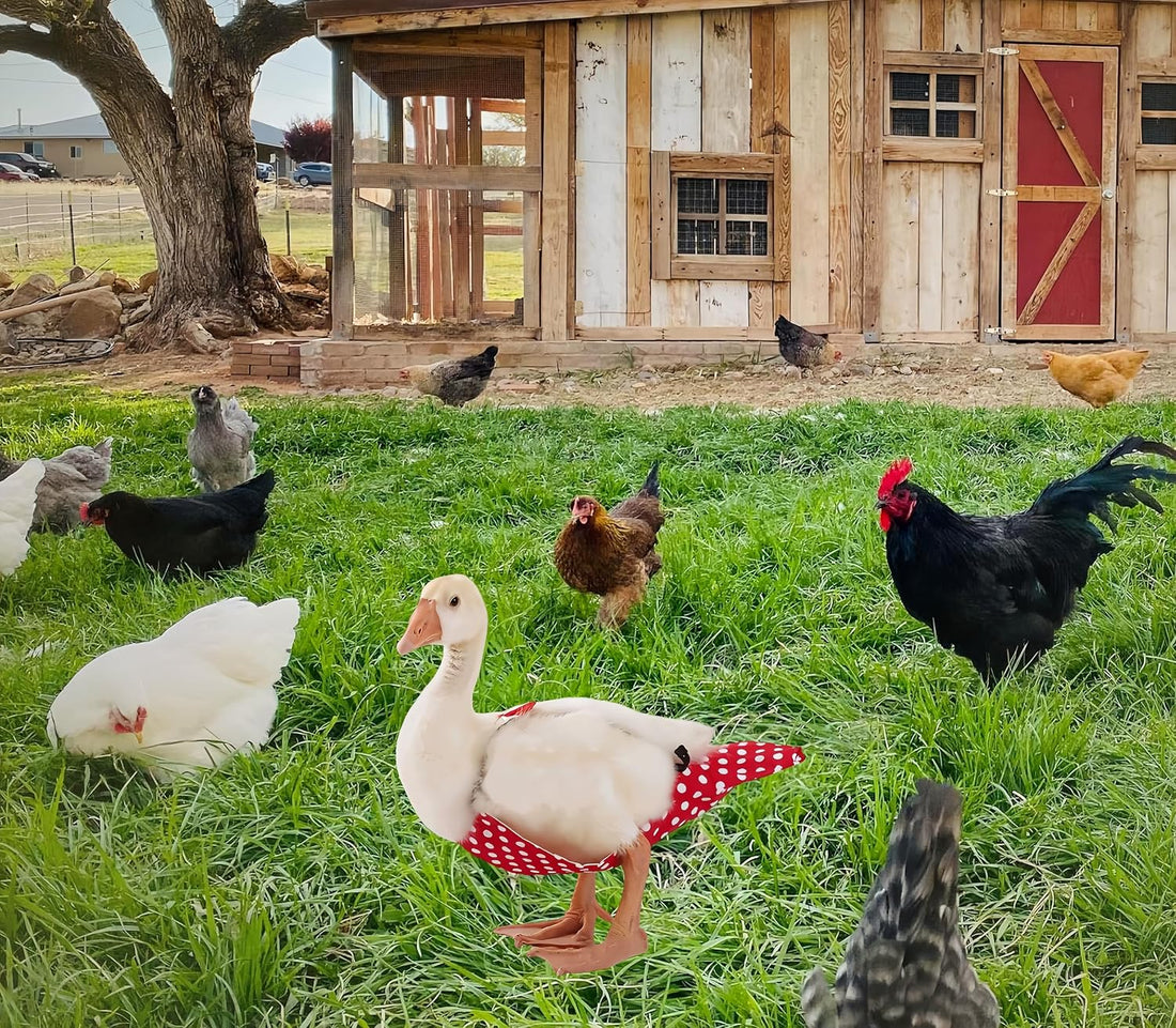 2 Pack Chicken Diapers for Hens, Roosters, Diapers for Ducks