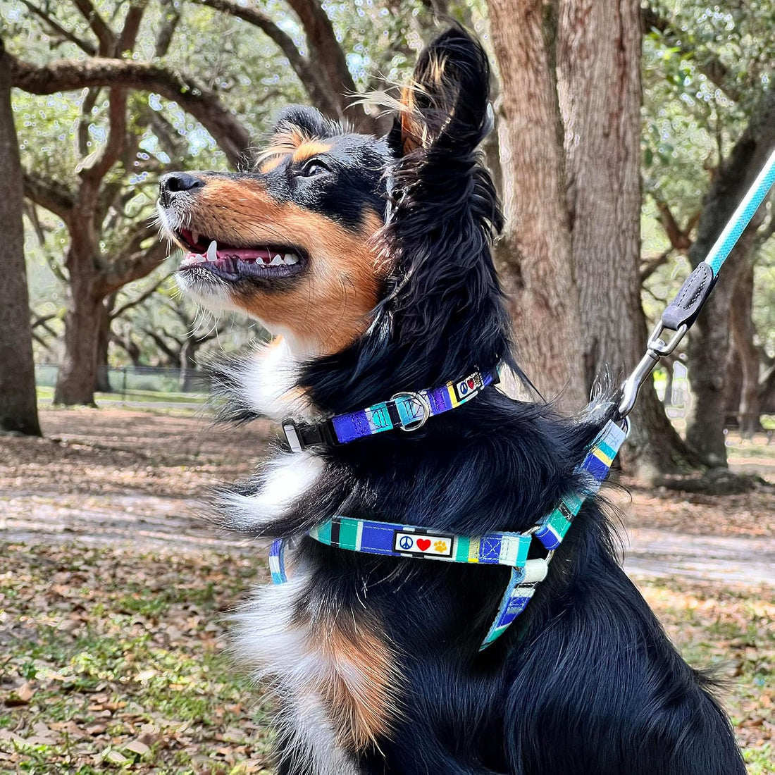 Pawtitas Multicolor Step-in Dog Harness