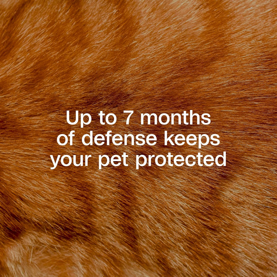 ADAMS Plus Flea & Tick Collar for Cats, Adjustable, 1 Count