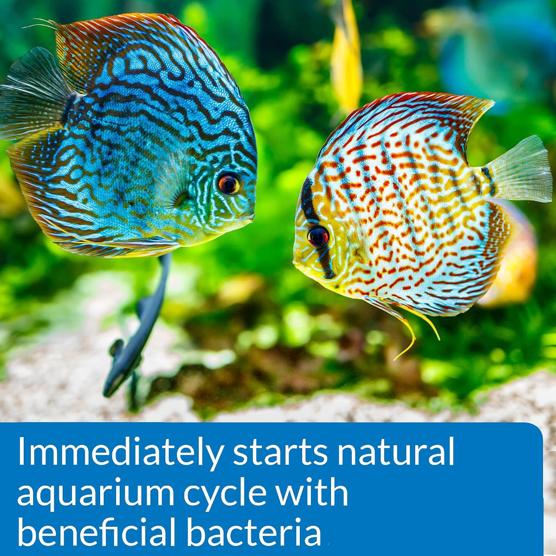 API Quick Start Freshwater & Saltwater Aquarium Nitrifying Bacteria