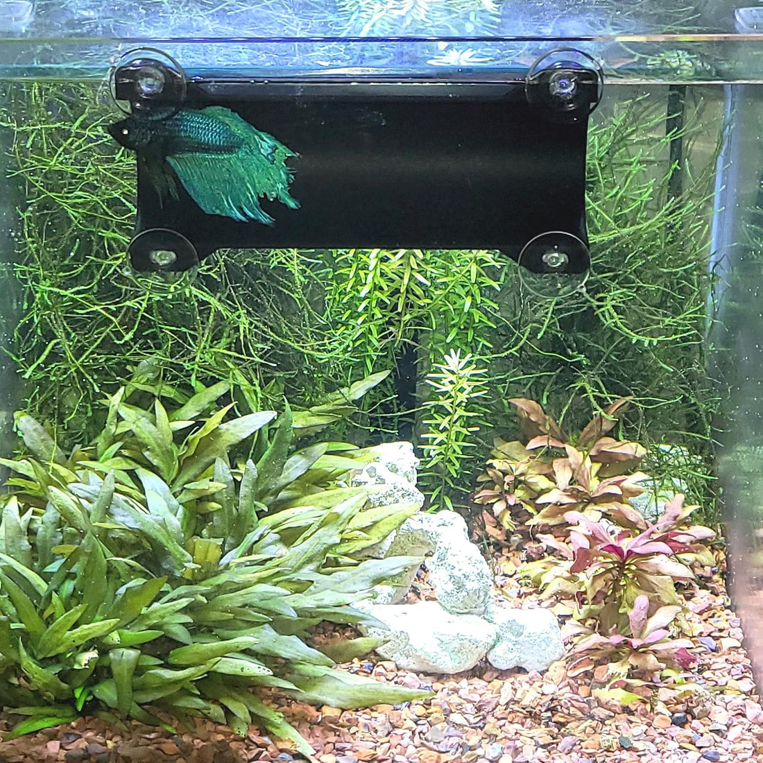 Brand Betta Tunnel (Translucent Clear)