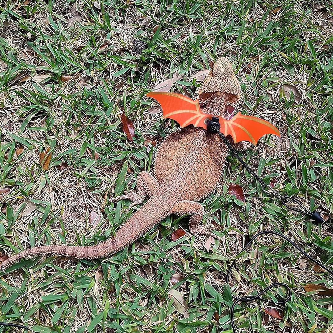 Dinosaur Wing Leash Harness for Bearded Dragons
