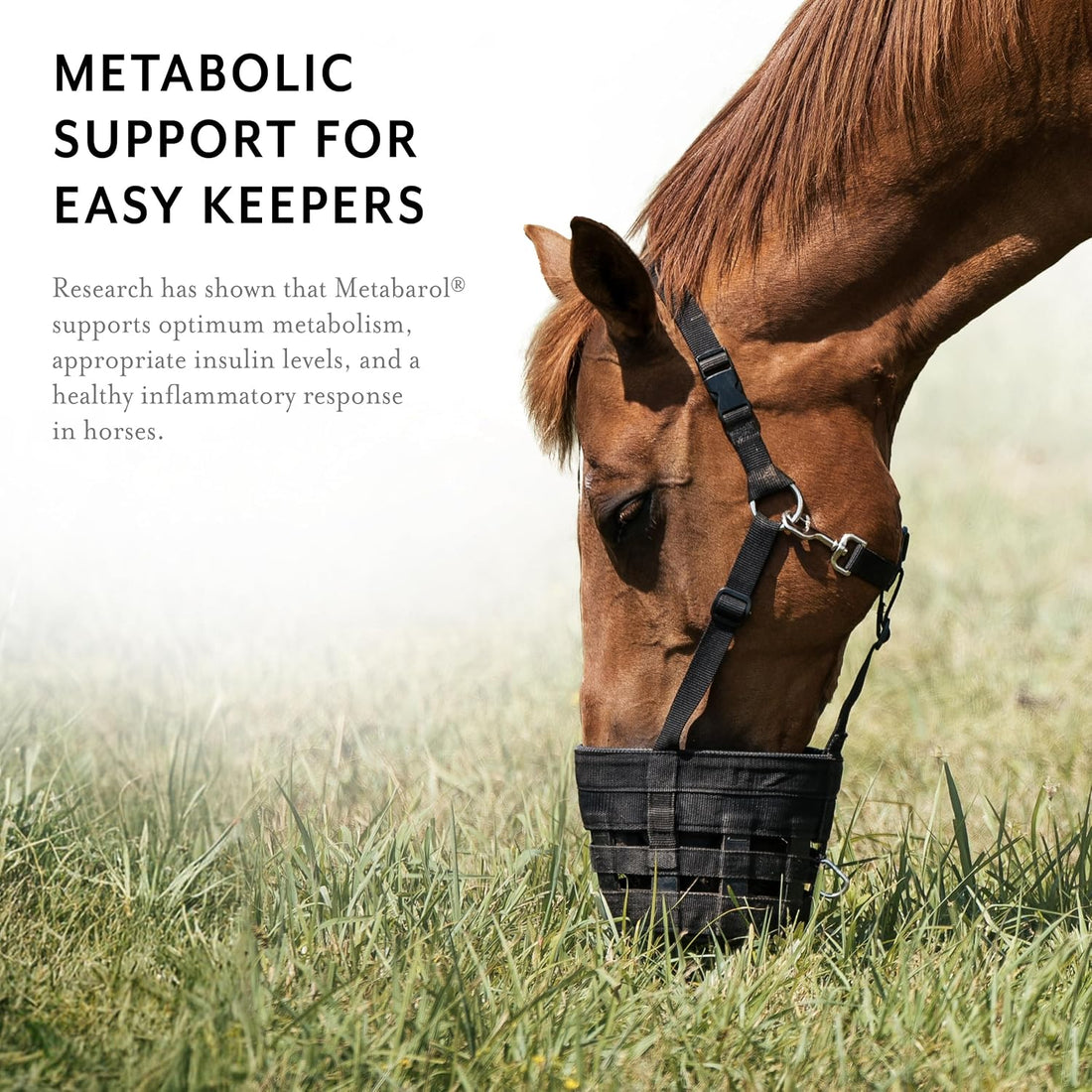 Equithrive Metabarol Horse Supplement, Powder, 2 lbs