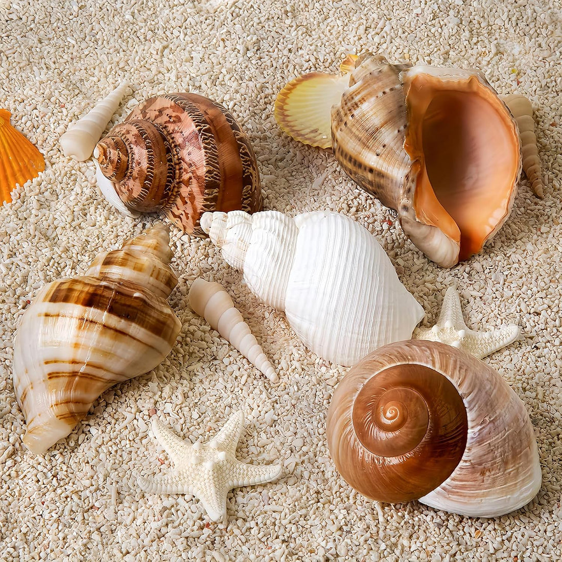 5PCS Large Hermit Crab Shells 2.8"-4" Seashells, Opening 1.5"-2.5"