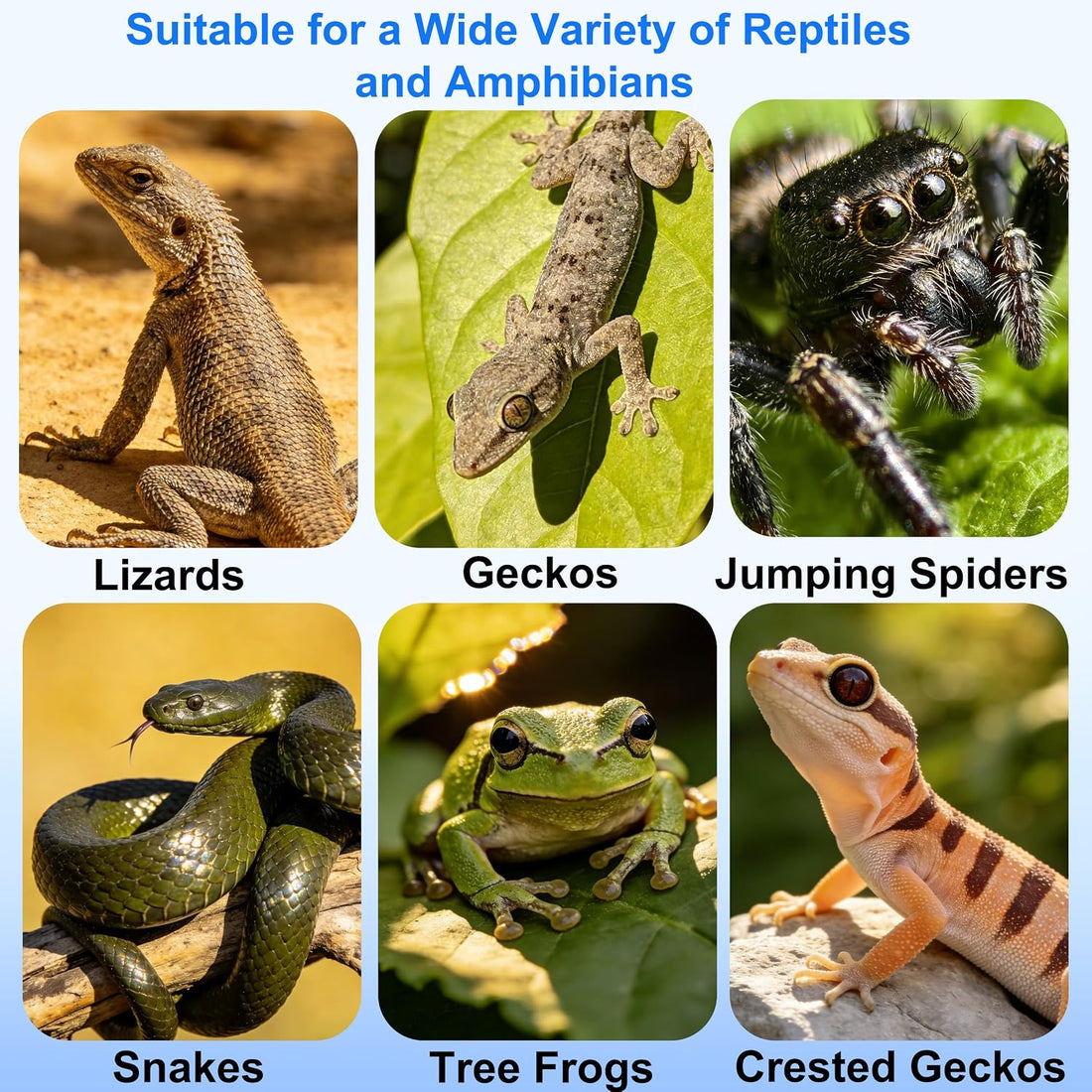 Magnetic Reptile Ledge - Acrylic Feeding Platform for Geckos & Spiders