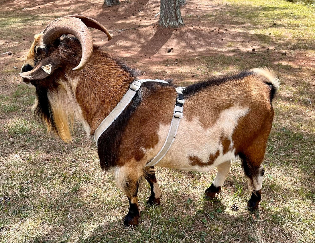Asatre Goat Harness - Adjustable Livestock Harness – X-Large