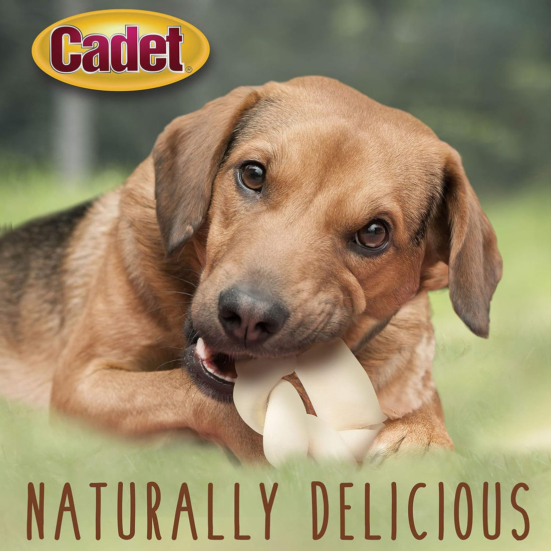 Cadet Premium Grade Beef Hide Braided Donut Dog Chews, 5"