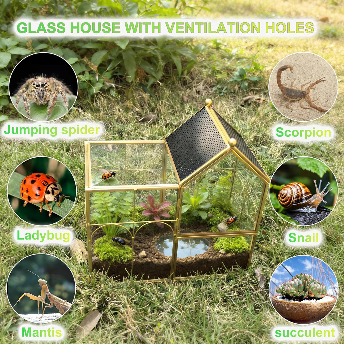 Ready-to-Use Glass Terrarium with Vents