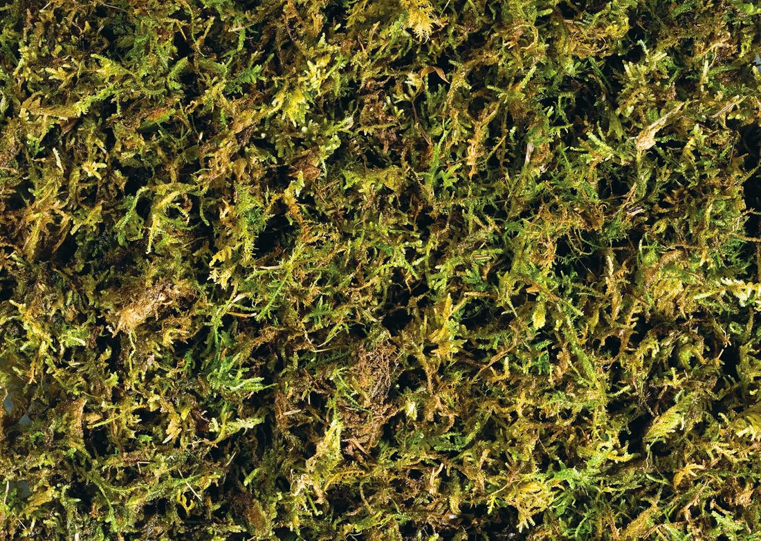Exo Terra Forest Plume Moss, 7 Quarts, 2-Pack