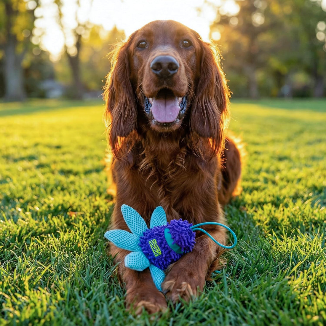 Outward Hound FlyFetch Teaser Wand Dog Toy with Crinkle Attachment