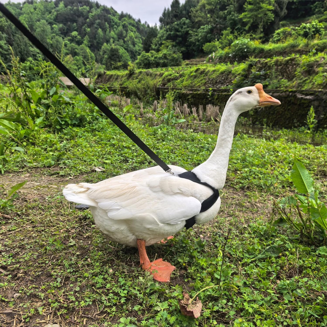 Adjustable Chicken Harness and Leash Set