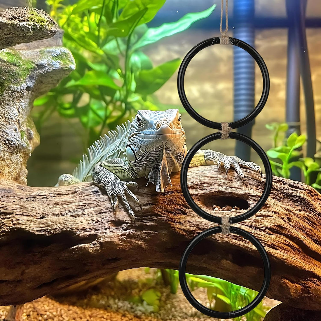 Snake Enrichment Climbing Rings for Ball Pythhon