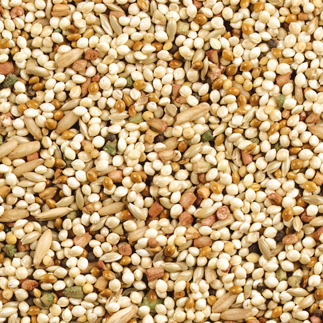 Wild Harvest Daily Blend Nutrition Diet for Parakeet