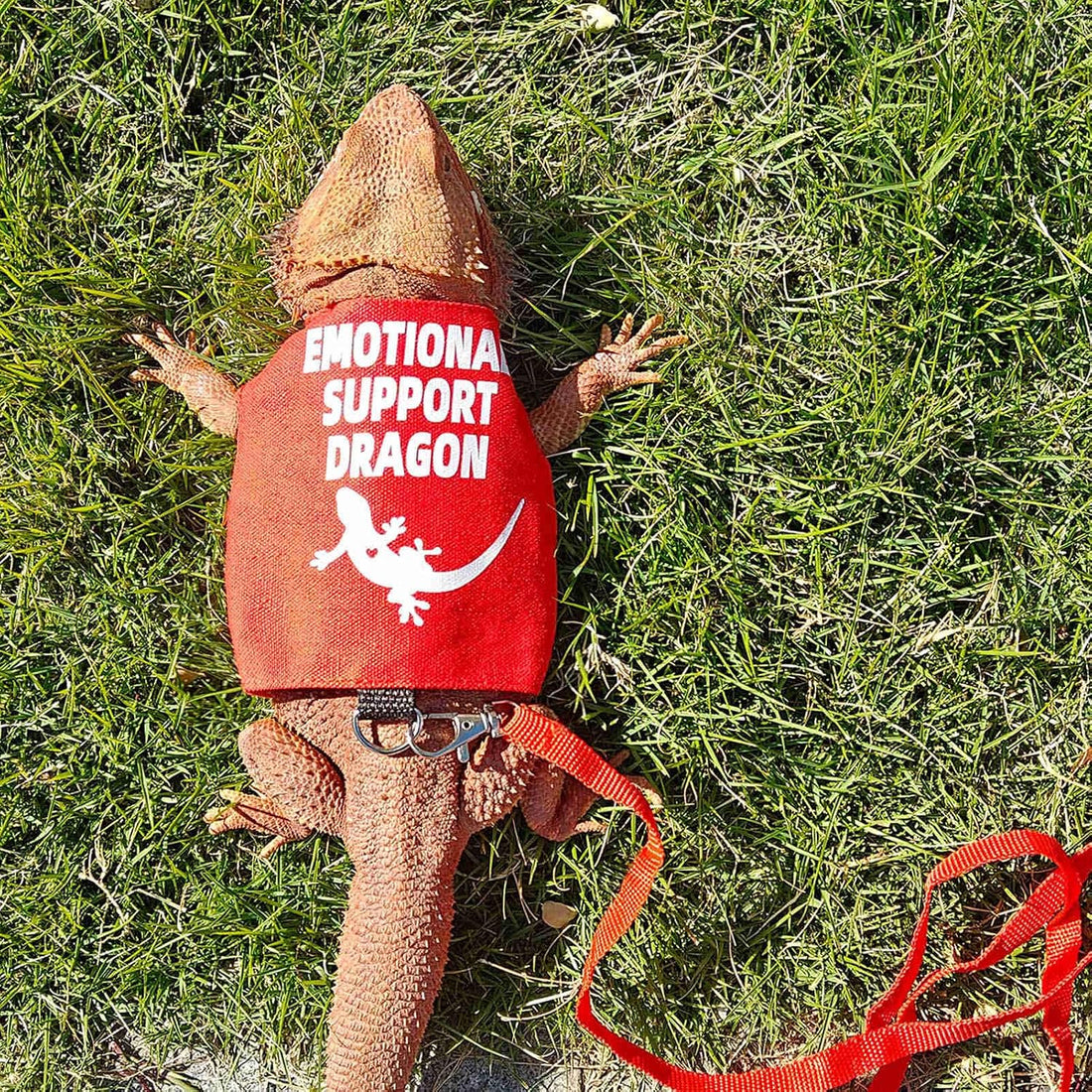 Romansk Bearded Dragon Harness and Leash Set