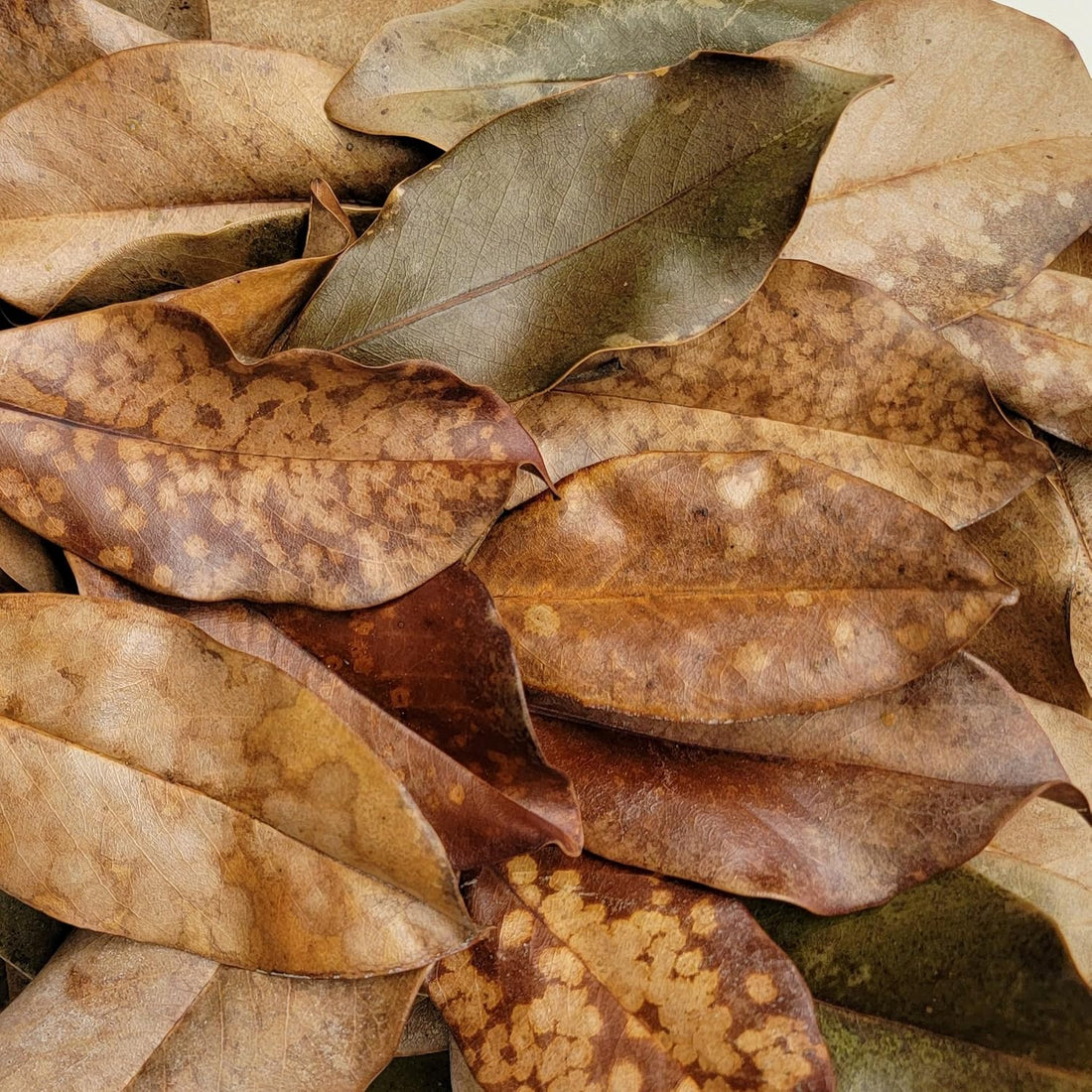 Magnolia Leaf Litter, 30-35 Leaves