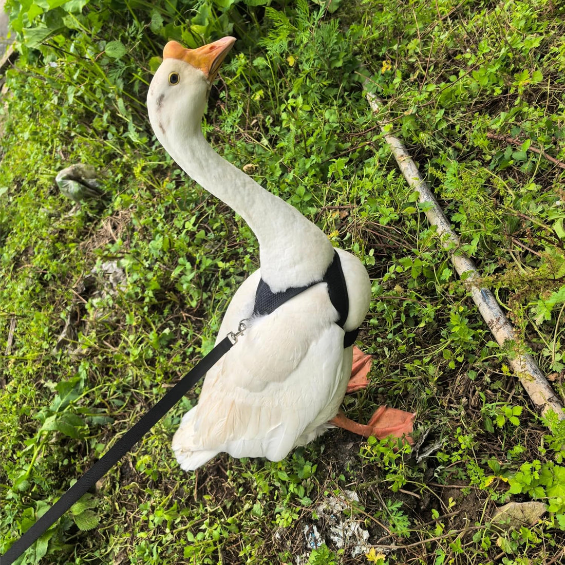 Adjustable Chicken Harness and Leash Set