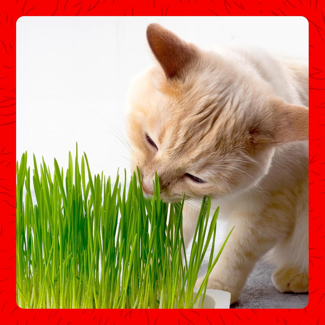 Miracle Care Cat A'bout Cat Grass Kit for Indoor Cats, 5.25 Ounce