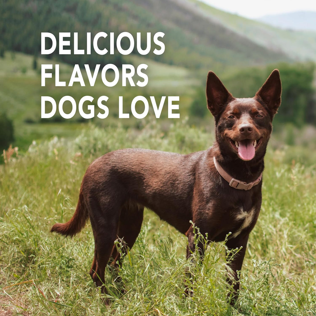 Petrodex Toothpaste for Dogs and Puppies